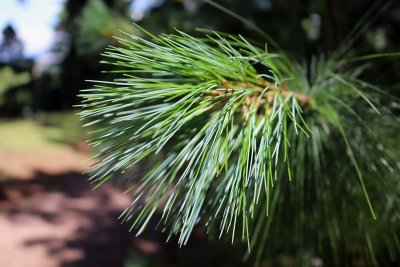 Pinus wallichiana - borovice himalájská - jehlice detail